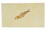 Detailed Fossil Fish (Knightia) - Wyoming #345382-1